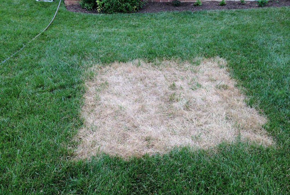 What’s Up With Your Lawn? Diagnosing Biotic And Abiotic Stress Factors