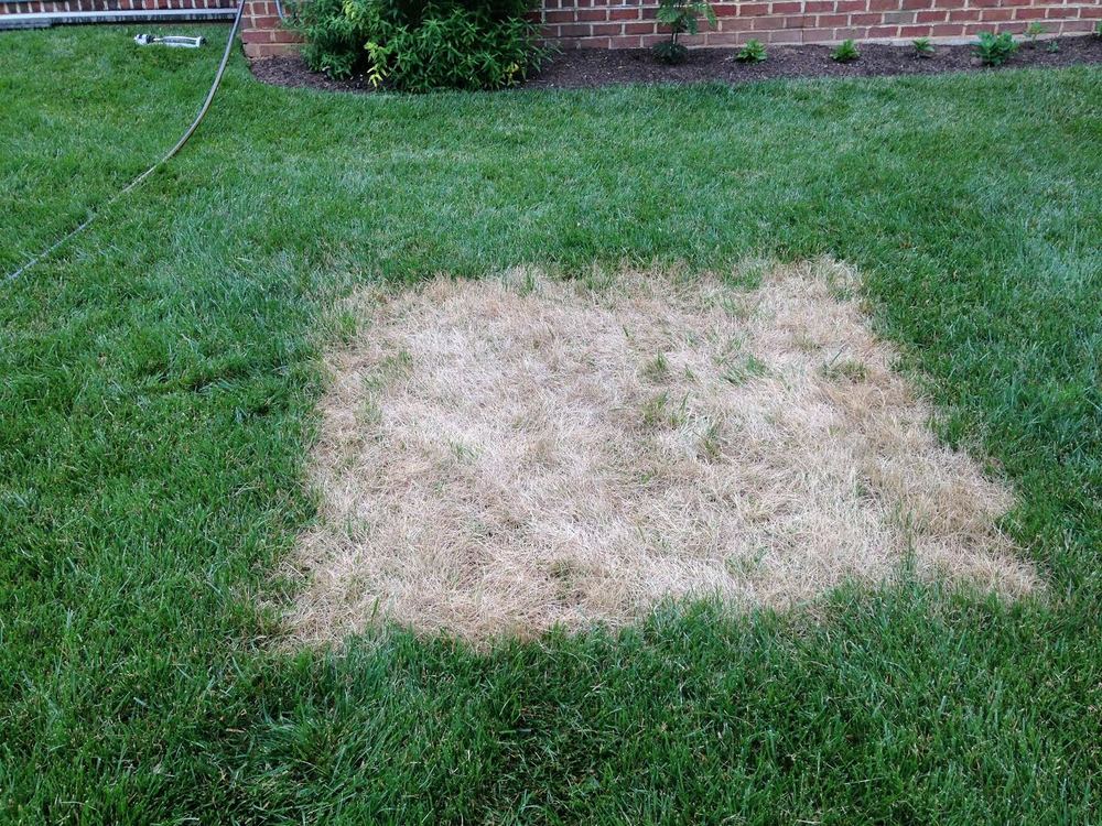 Square Of Dead Grass From Abiotic Factor