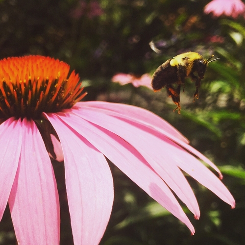 Bee Flying Near Echinacea Flower Up Close