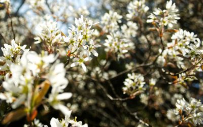 How The Serviceberry Got Its Name