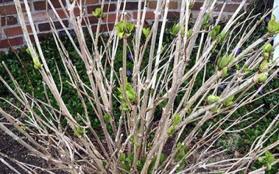 How Late Frosts Damage Your Hydrangeas & Shrubs!