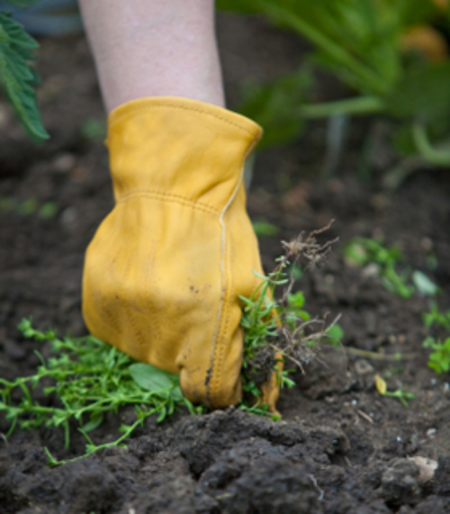 Pulling Weeds From Ground With Yellow Gardening Gloves