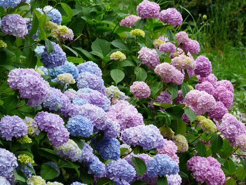 hydrangeas-177317_1920