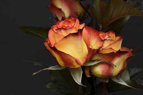 rose-3063284_1920