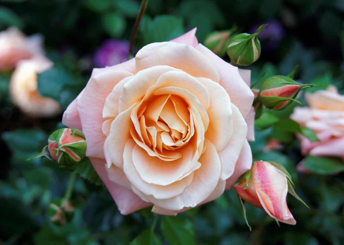 rose-peach