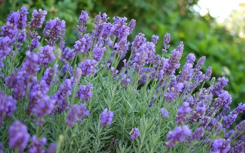 Phenomenal-Lavender