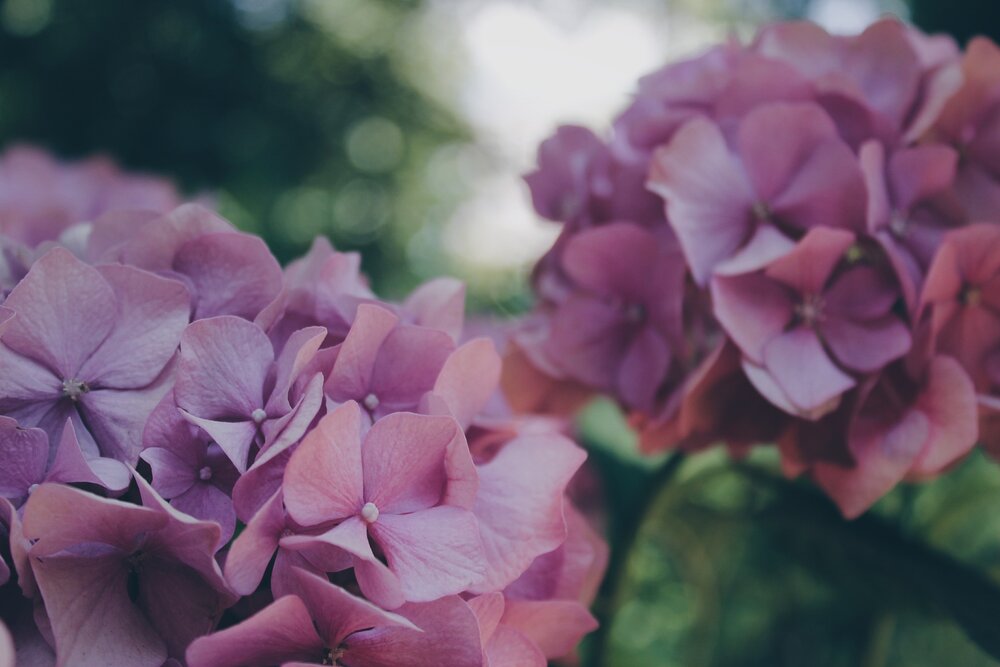 hydrangea-871682_1920