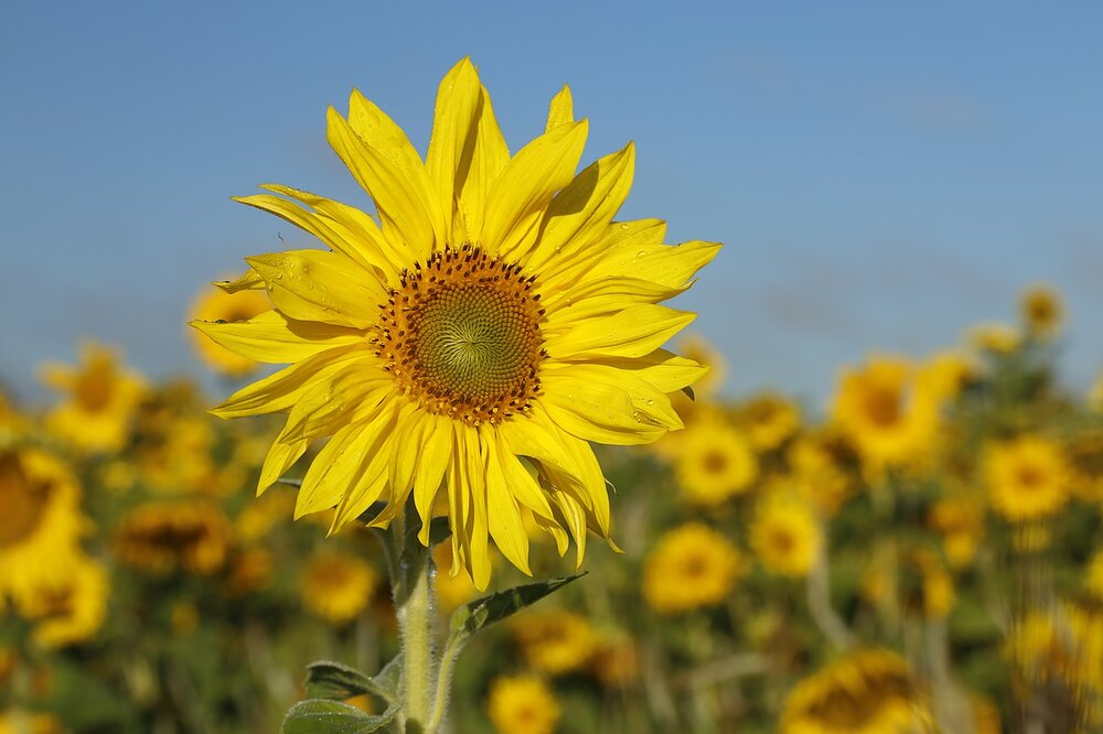 sunflower-3382378_1280