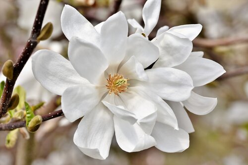 magnolia-4109847_1920