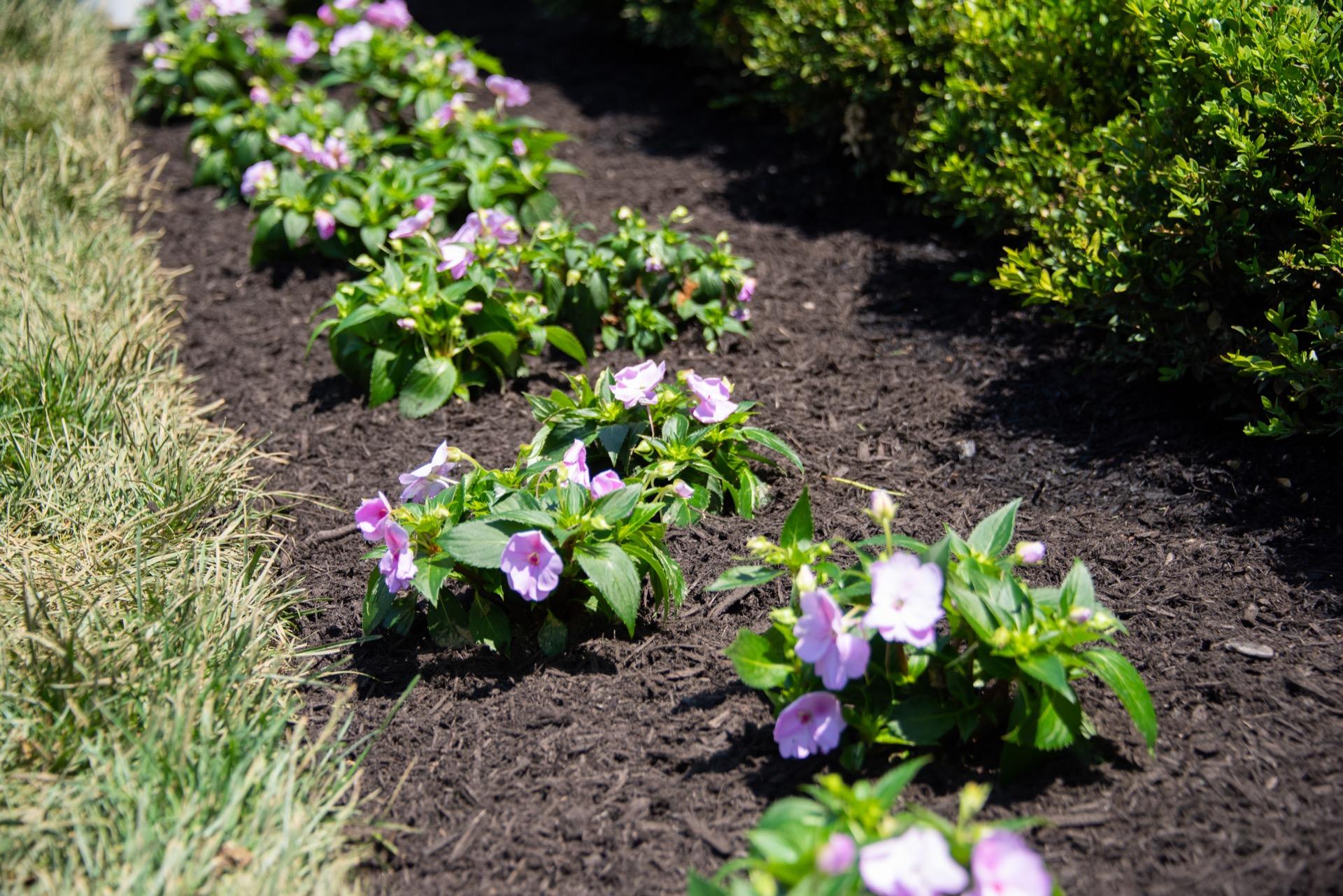 Mulched Plantings Of Annuals